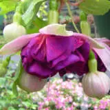 Fuchsia Santa Clara Fuchsia Santa Clara