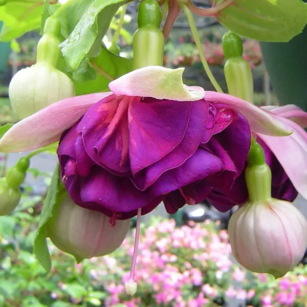 Fuchsia Santa Clara Fuchsia Santa Clara