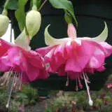 Fuchsia Snow Fire P10fucsfi - Garden Express Australia