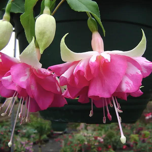 Fuchsia Snow Fire Fuchsia Snow Fire