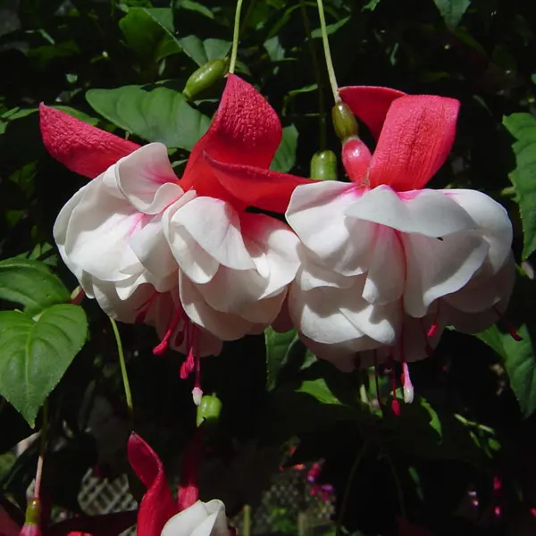 Fuchsia Swingtime
