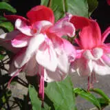 Fuchsia Weald View Cabaret Fuchsia Weald View Cabaret