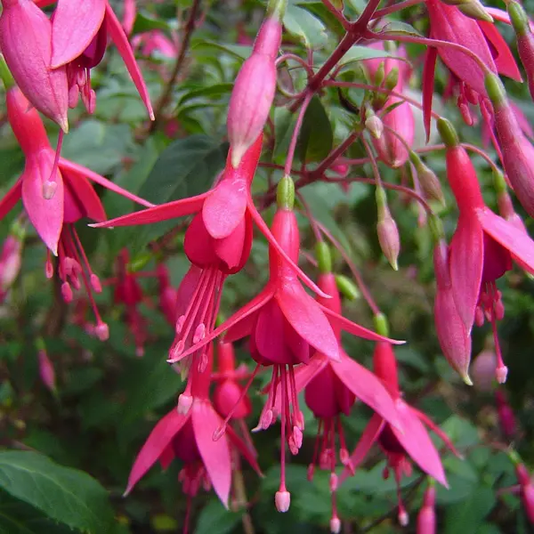 Fuchsia Weald View Willow Fuchsia Weald View Willow