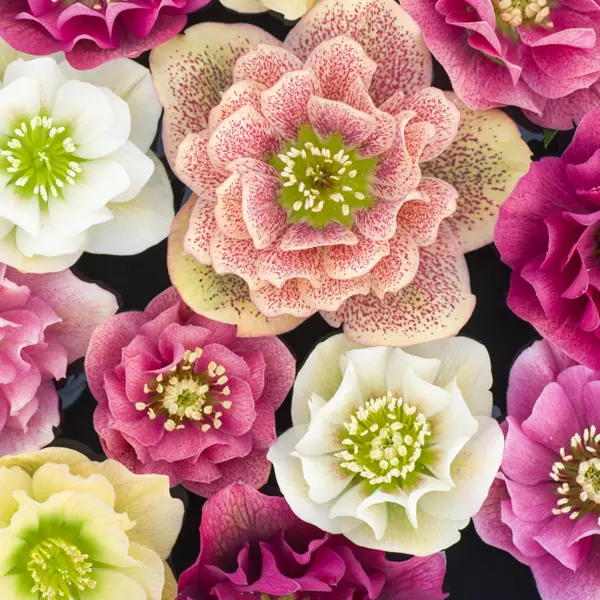 Hellebore Double Pastel Mixed Hellebore Double Pastel Mixed