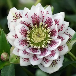 Hellebore Double White Spotted Hellebore Double White Spotted