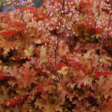 Heuchera Orangeberry Heuchera Orangeberry