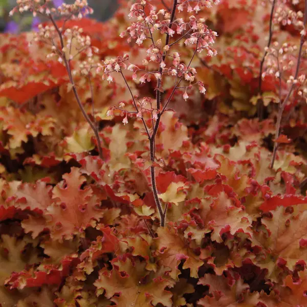 Heuchera Orangeberry Heuchera Orangeberry