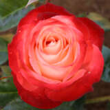 Rose Joy Of Life (Pbr)