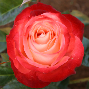 Rose Joy Of Life (Pbr)