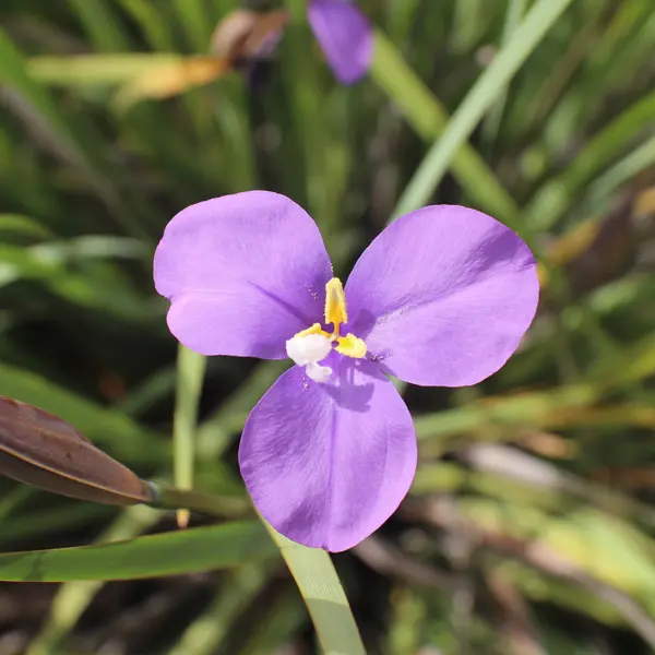Patersonia Native Iris Patersonia Native Iris
