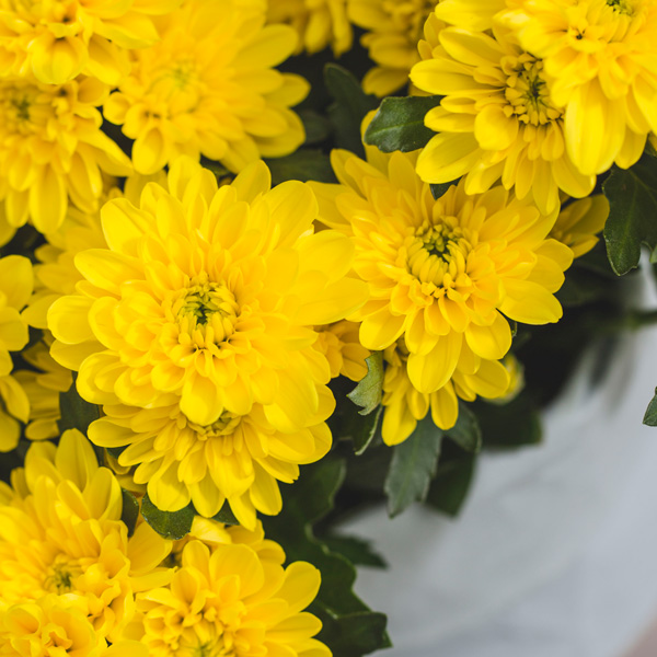 Pot Chrysanthemum – Chrystal Yellow Pot Chrysanthemum – Chrystal Yellow