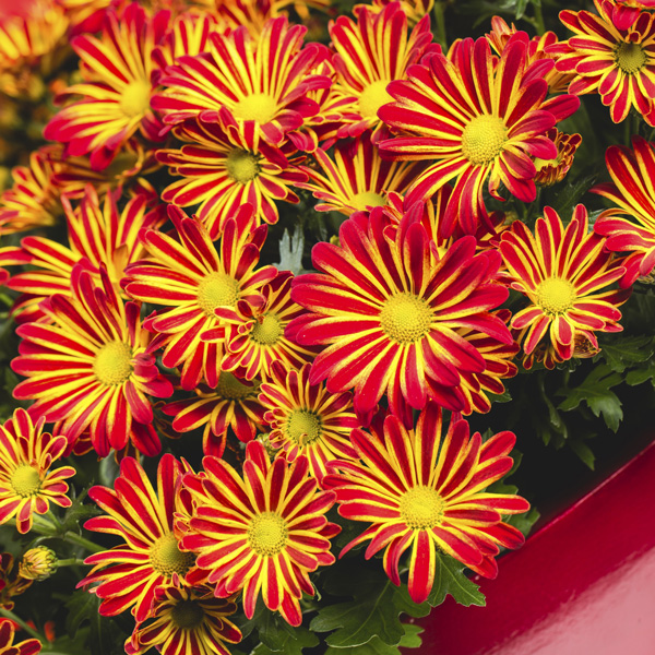 Pot Chrysanthemum – Rainbow Circus Pot Chrysanthemum – Rainbow Circus