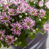 Pot Chrysanthemum – Rainbow Twist Pot Chrysanthemum – Rainbow Twist