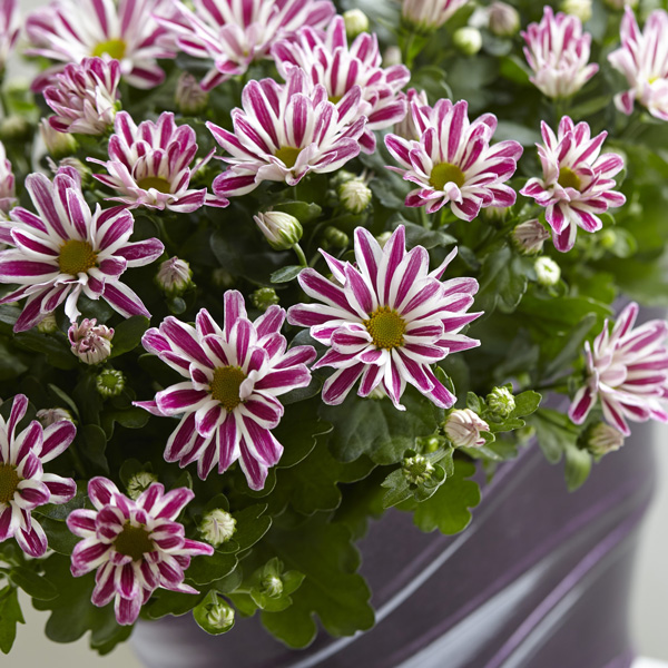 Pot Chrysanthemum – Rainbow Twist Pot Chrysanthemum – Rainbow Twist