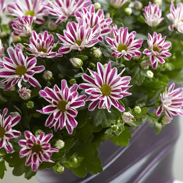 Pot Chrysanthemum – Rainbow Twist Pot Chrysanthemum – Rainbow Twist
