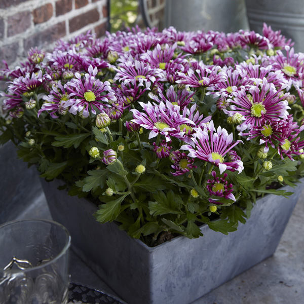 Pot Chrysanthemum – Splash Lightning Pot Chrysanthemum – Splash Lightning