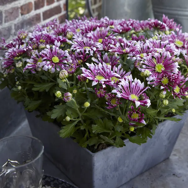 Pot Chrysanthemum – Splash Lightning Pot Chrysanthemum – Splash Lightning