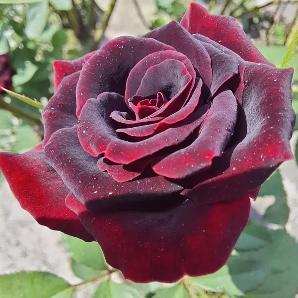 Rose Black Velvet