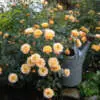 Growing Roses in Pots Rose Flower Carpet Amber P14rosfcam - Garden Express Australia