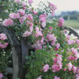 Rose Flower Carpet Appleblossom Rose Flower Carpet Appleblossom