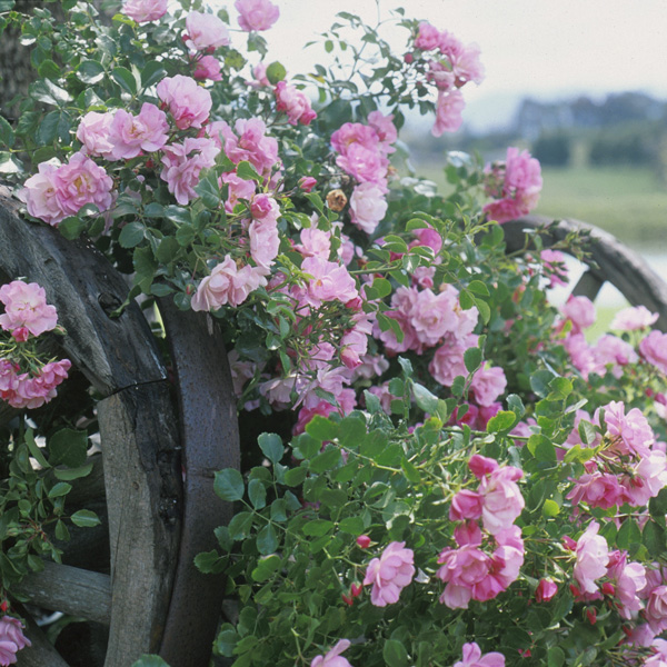 Rose Flower Carpet Appleblossom Rose Flower Carpet Appleblossom