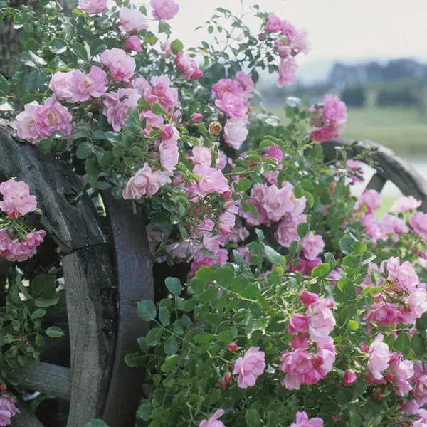 Rose Flower Carpet Appleblossom Rose Flower Carpet Appleblossom
