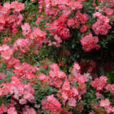 Rose Flower Carpet Coral P14rosfccl - Garden Express Australia
