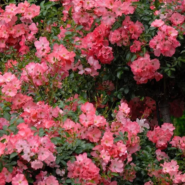 Rose Flower Carpet Appleblossom Rose Flower Carpet Appleblossom