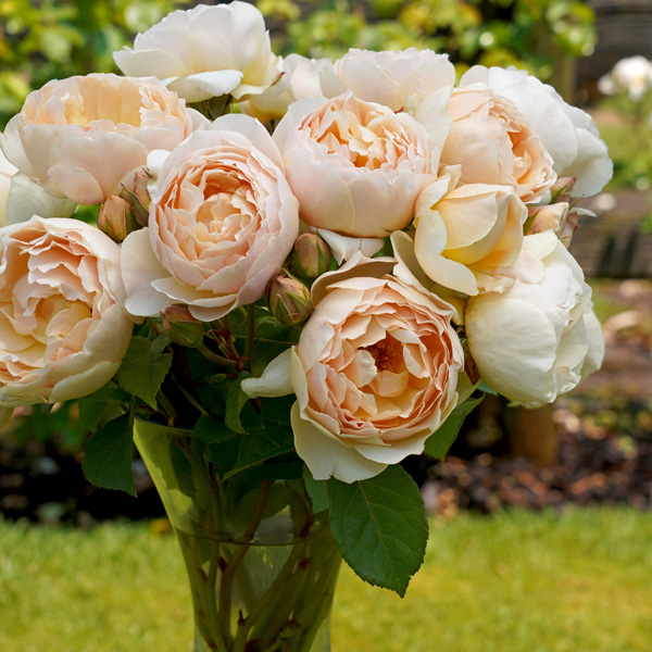 David Austin Rose Jude The Obscure David Austin Rose Jude The Obscure