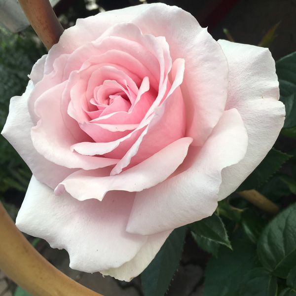 Rose Mothers Love (Pbr) Rose Mothers Love (Pbr)
