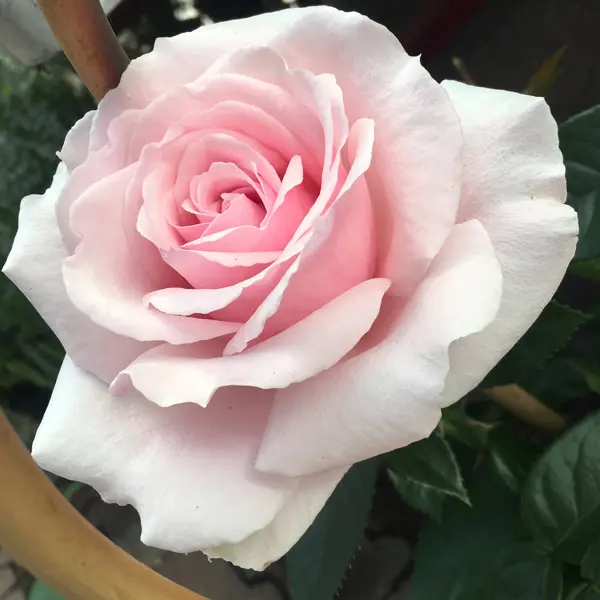 Rose Mothers Love (Pbr) Rose Mothers Love (Pbr)