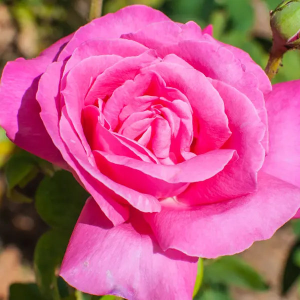 Rose Perfume Delight Rose Perfume Delight