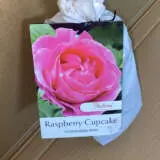 Rose Raspberry Cupcake (Pbr) Rose Raspberry Cupcake (Pbr)