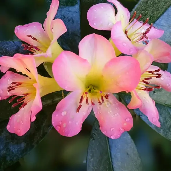 Vireya Rhododendron Appasionata Vireya Rhododendron Appasionata