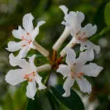 Vireya Rhododendron Aravir P14virara - Garden Express Australia