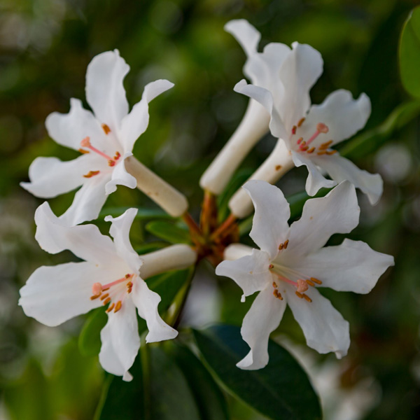 Vireya Rhododendron Aravir Vireya Rhododendron Aravir