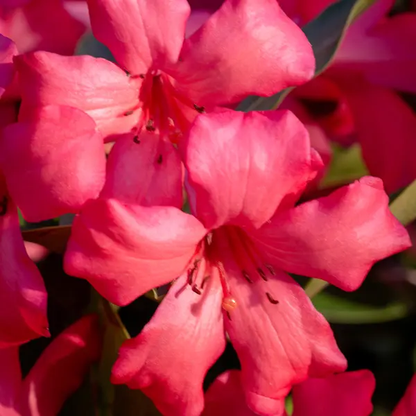 Vireya Rhododendron Summer Scent Vireya Rhododendron Summer Scent