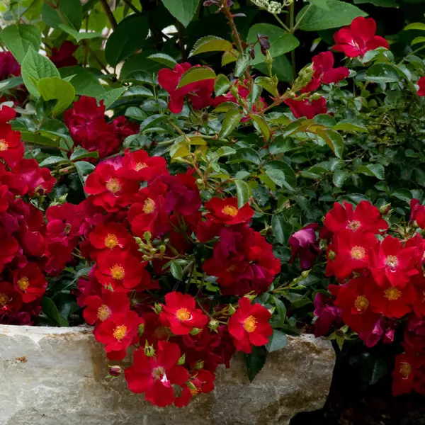Rose Flower Carpet Red (pbr) Rose Flower Carpet Red (pbr)