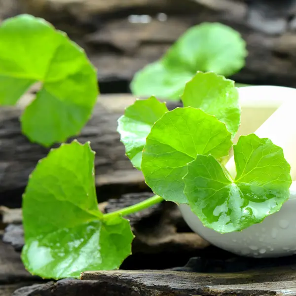 Arthritis Herb- Pennywort Arthritis Herb- Pennywort