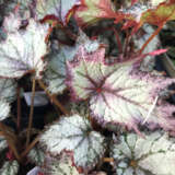 Begonia Bewitched Lavender Begonia Bewitched Lavender