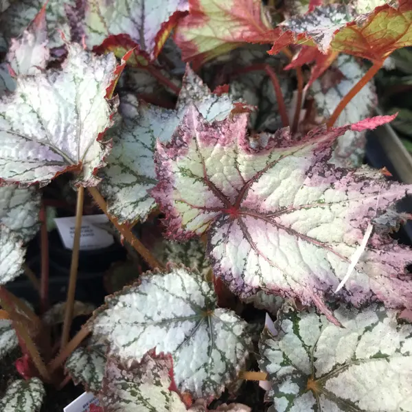 Begonia Bewitched Lavender Begonia Bewitched Lavender