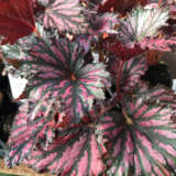 Begonia Bewitched Red Black Begonia Bewitched Red Black