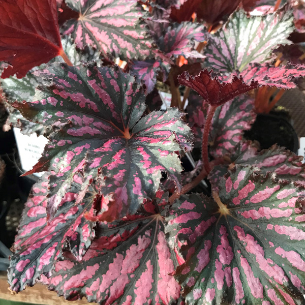 Begonia Bewitched Red Black Begonia Bewitched Red Black