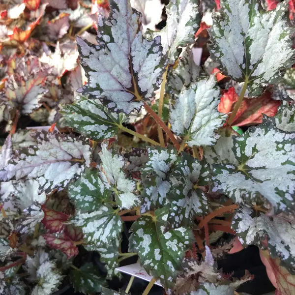 Begonia Bewitched White Begonia Bewitched White