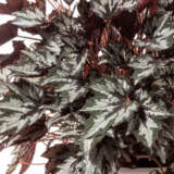 Begonia Bewitchedwintergreen P10begbwg - Garden Express Australia