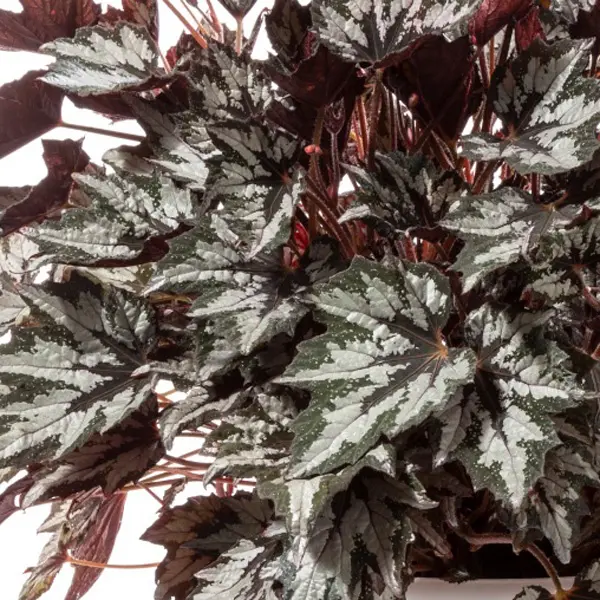 Begonia Bewitched Wintergreen Begonia Bewitched Wintergreen