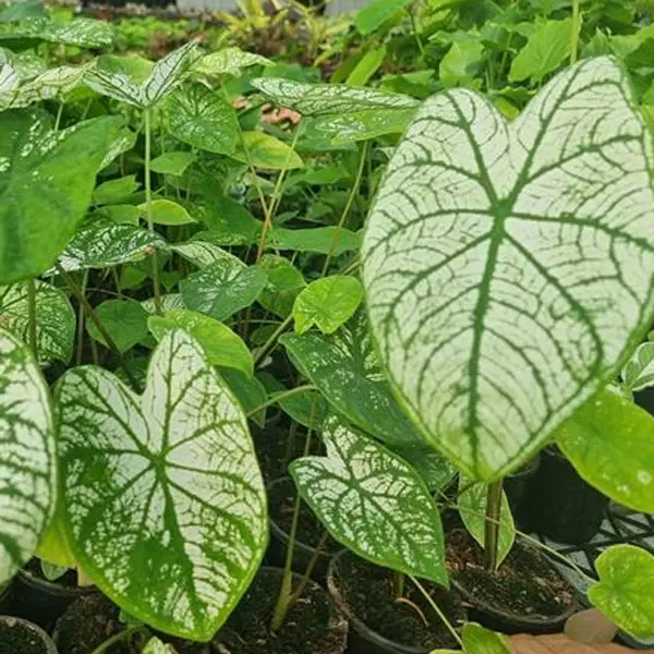 Caladium Candidum Jnr Caladium Candidum Jnr