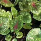 Caladium Colourful P10calcol - Garden Express Australia