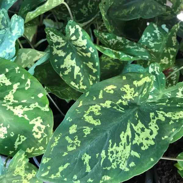 Caladium Hilo Beauty Caladium Hilo Beauty