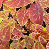 Caladium New Wave 2 P10calnwa - Garden Express Australia